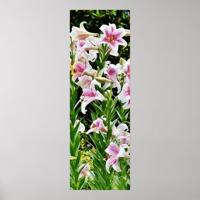 Póster Lilies in the Field Poster (Frente)