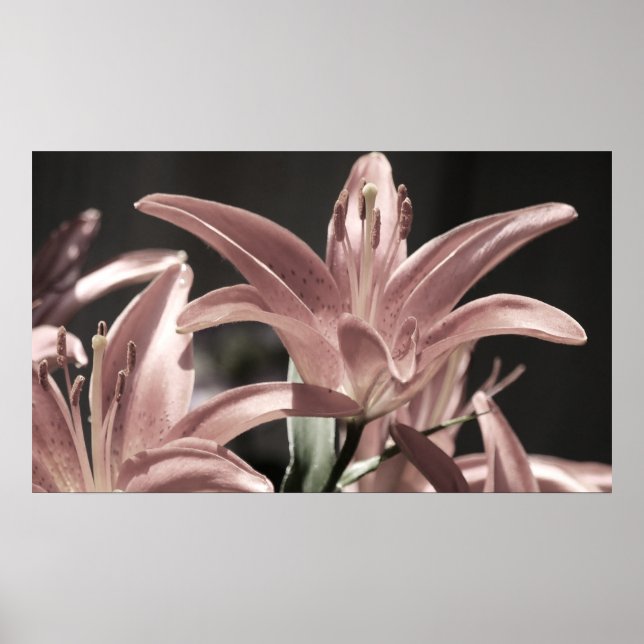 Póster Lilies-Muted Tones por Shirley Taylor (Frente)