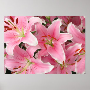 Póster Lilies Poster