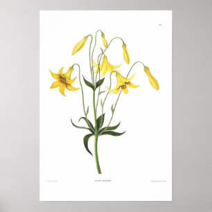 Póster Lilium canadense