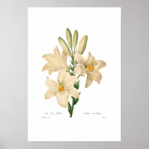 Póster Lilium candidum