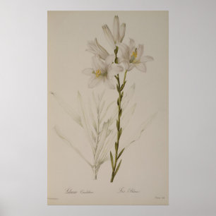 Póster Lilium Candidum, de "Les Liliacees", 1807