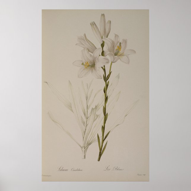 Póster Lilium Candidum, de "Les Liliacees", 1807 (Frente)