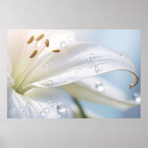 Póster Lilium Flor Petal Naturaleza Sereno Calle