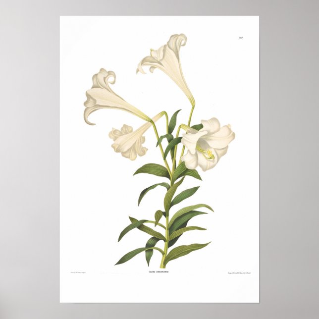Póster Lilium longiflorum (Frente)