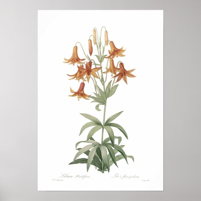 Póster Lilium penduliflorum (Frente)
