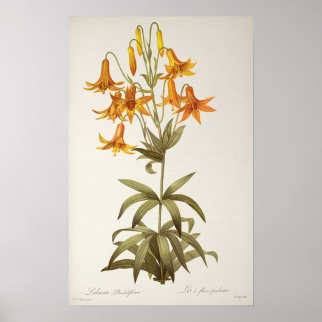 Póster Lilium Penduliflorum, de "Les Liliacees", 1811 (Frente)