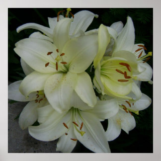 Póster Lillies