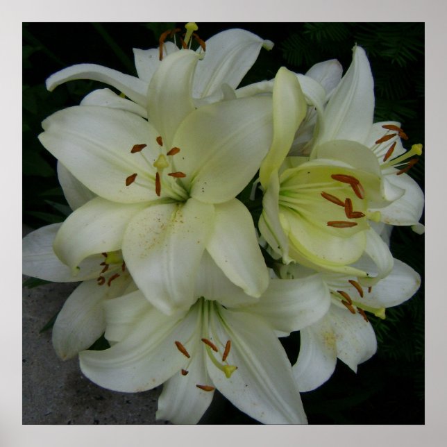 Póster Lillies (Frente)