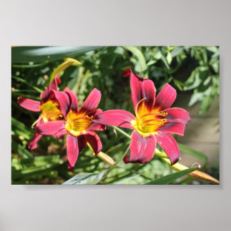 Póster Lillies rojos de Kentucky