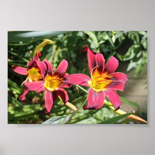 Póster Lillies rojos de Kentucky (Frente)