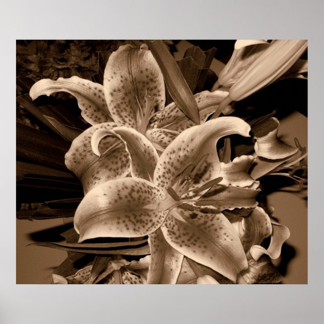 Póster lilly (Frente)