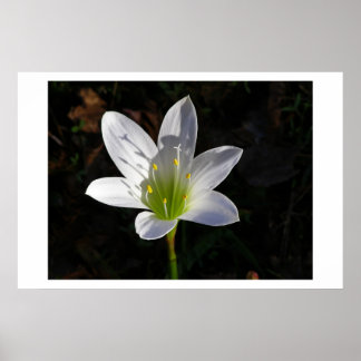 Póster Lilly blanca