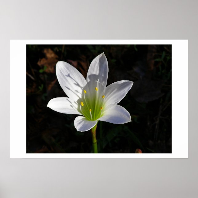 Póster Lilly blanca (Frente)