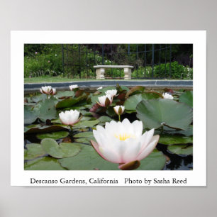 Póster Lilly Pond