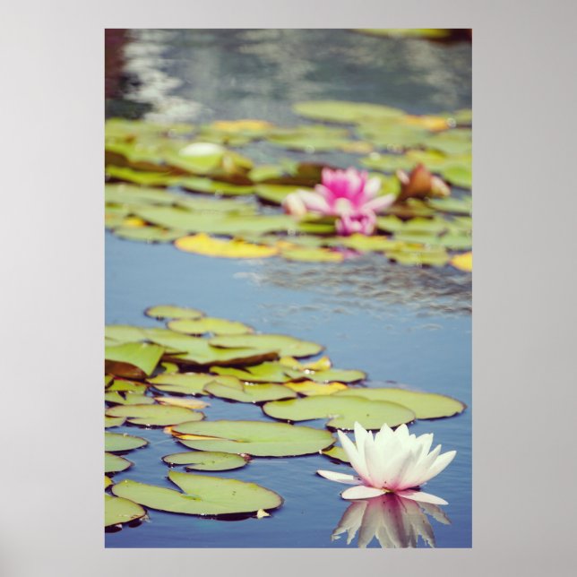 Póster Lilly Pond Flowers (Frente)