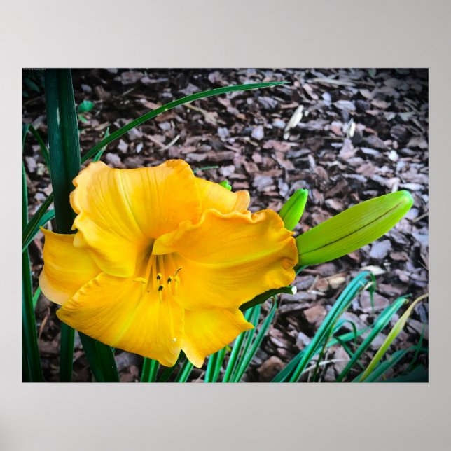 Póster Lily, (Frente)