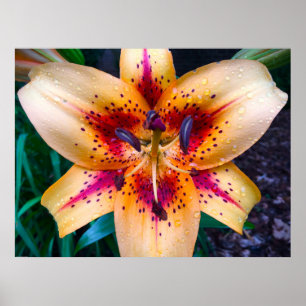 Póster Lily,