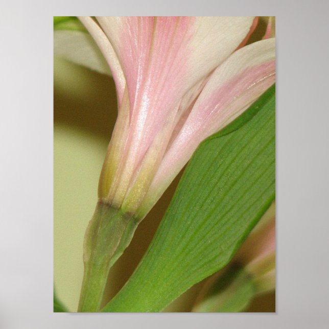 Póster Lily (Frente)