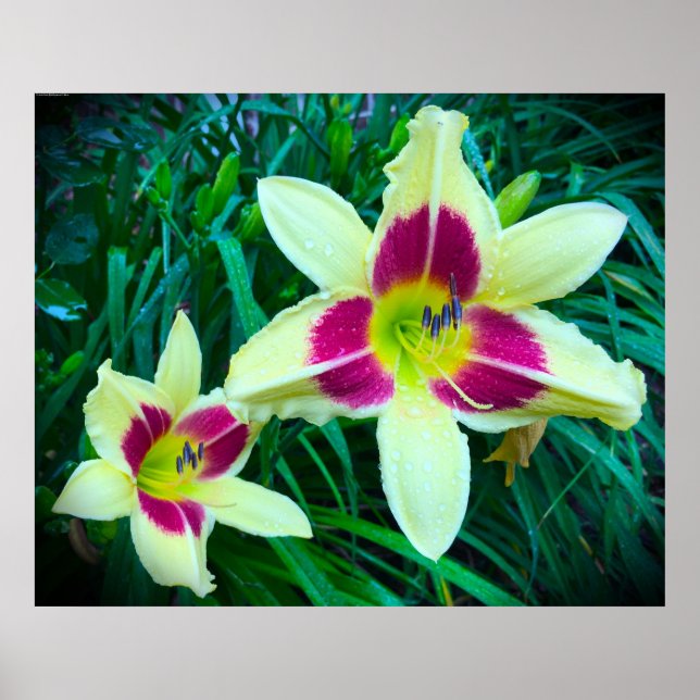 Póster Lily, (Frente)