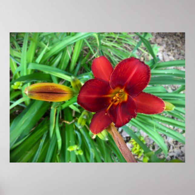 Póster Lily, (Frente)