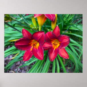 Póster Lily,