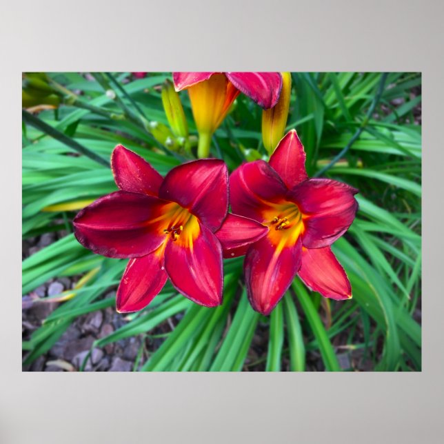 Póster Lily, (Frente)