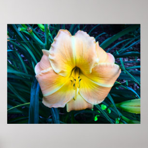 Póster Lily,