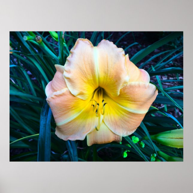 Póster Lily, (Frente)