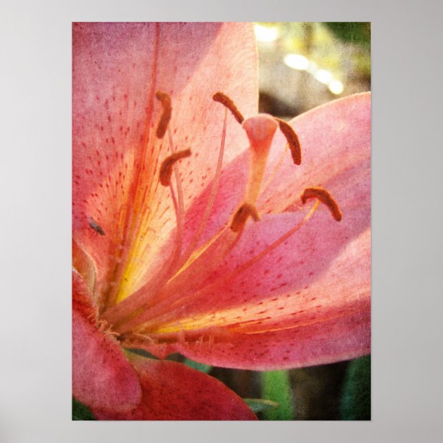 Póster Lily (Frente)