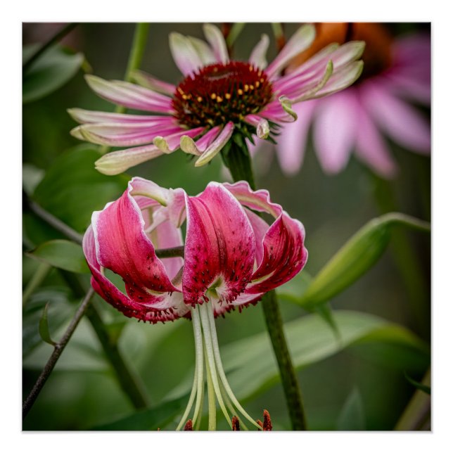 Póster Lily  (Anverso)