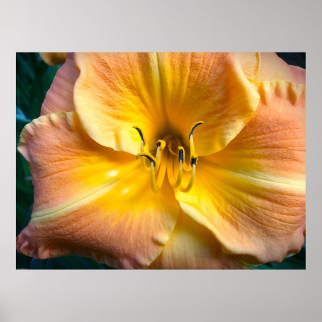 Póster Lily, (Frente)