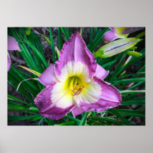 Póster Lily,