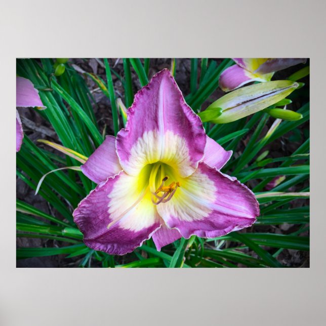 Póster Lily, (Frente)