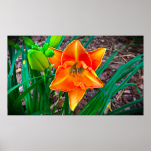 Póster Lily,