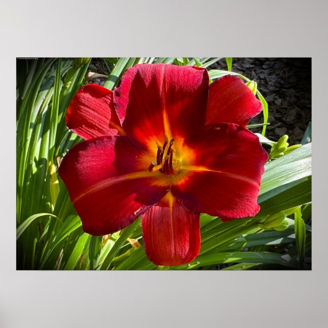 Póster Lily, (Frente)