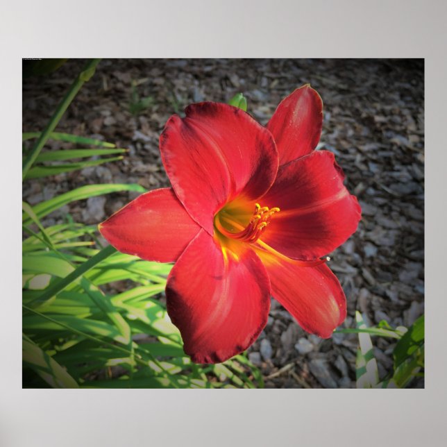 Póster Lily, (Frente)