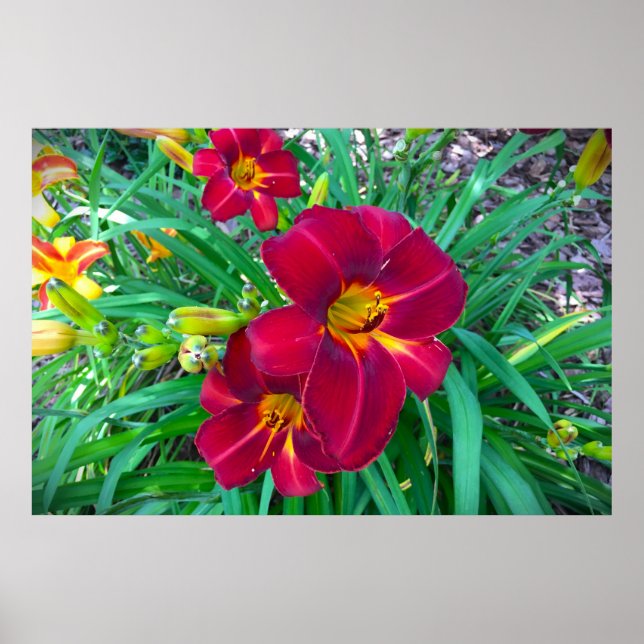 Póster Lily, (Frente)