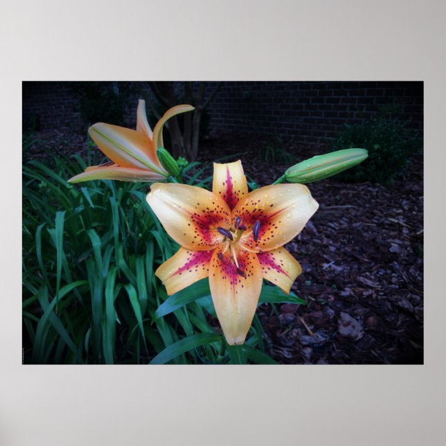 Póster Lily, (Frente)