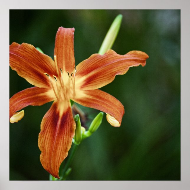 Póster Lily 6588 Imprimir (Frente)