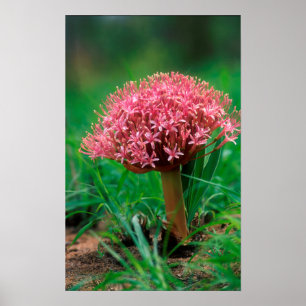 Póster Lily africana (Agapanthus Praecox), Mala Mala