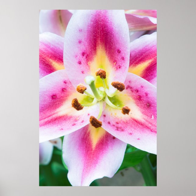 Póster Lily Close-up (Frente)