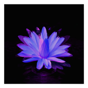 Póster Lily de amor......