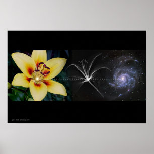 Póster Lily de Anthony por Gregory Gallo