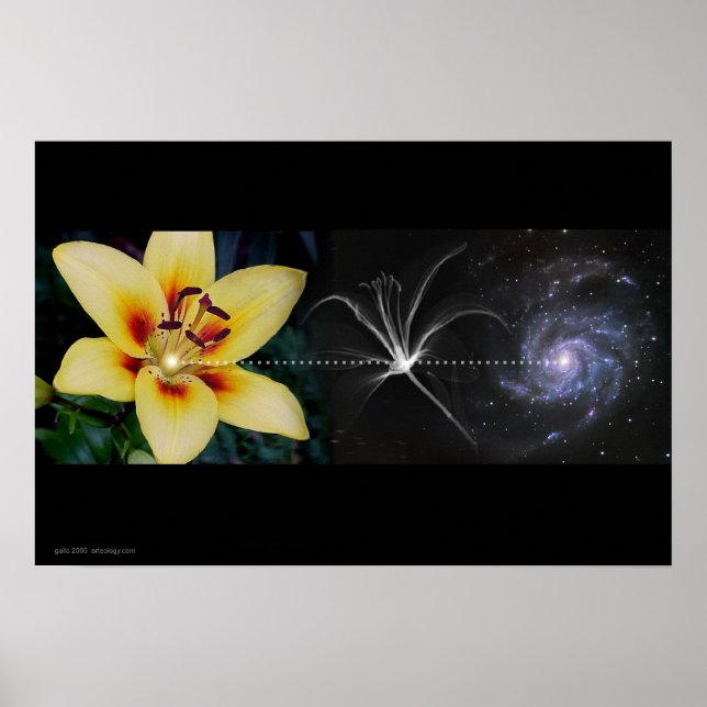 Póster Lily de Anthony por Gregory Gallo (Frente)