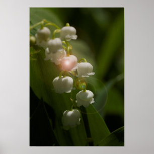 Póster Lily De La Floral Del Valle