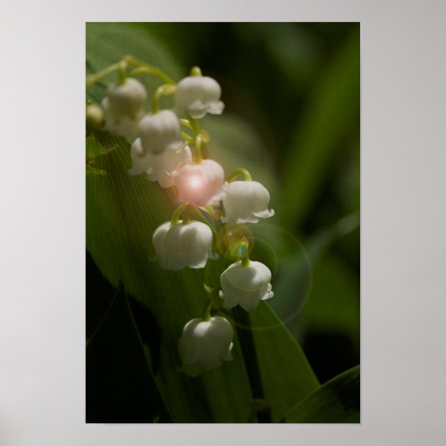 Póster Lily De La Floral Del Valle (Frente)