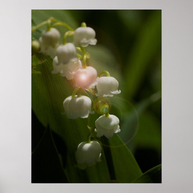 Póster Lily De La Floral Del Valle (Frente)