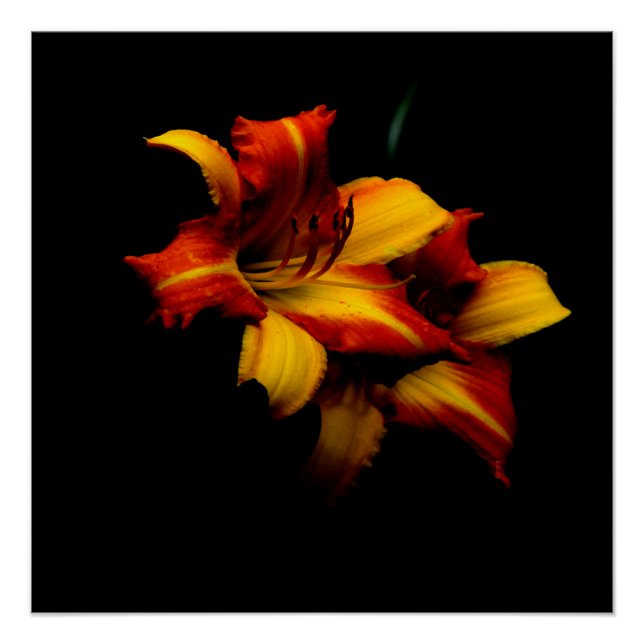 Póster Lily de la noche. (Anverso)