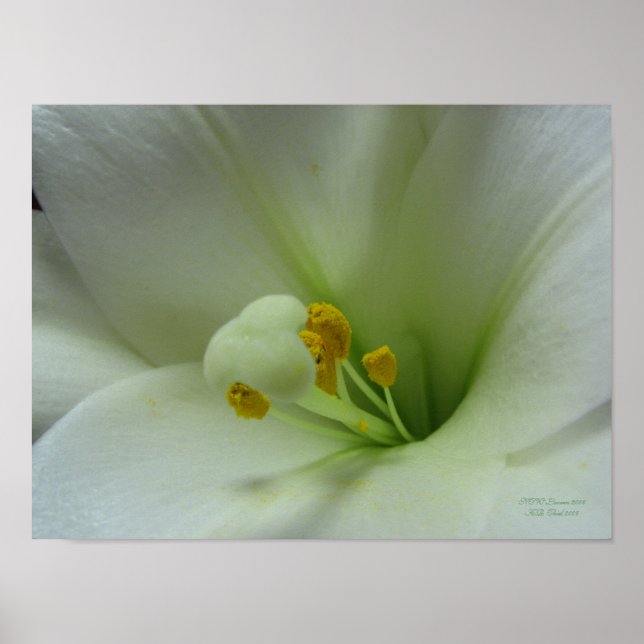 Póster Lily de Pascua (Frente)